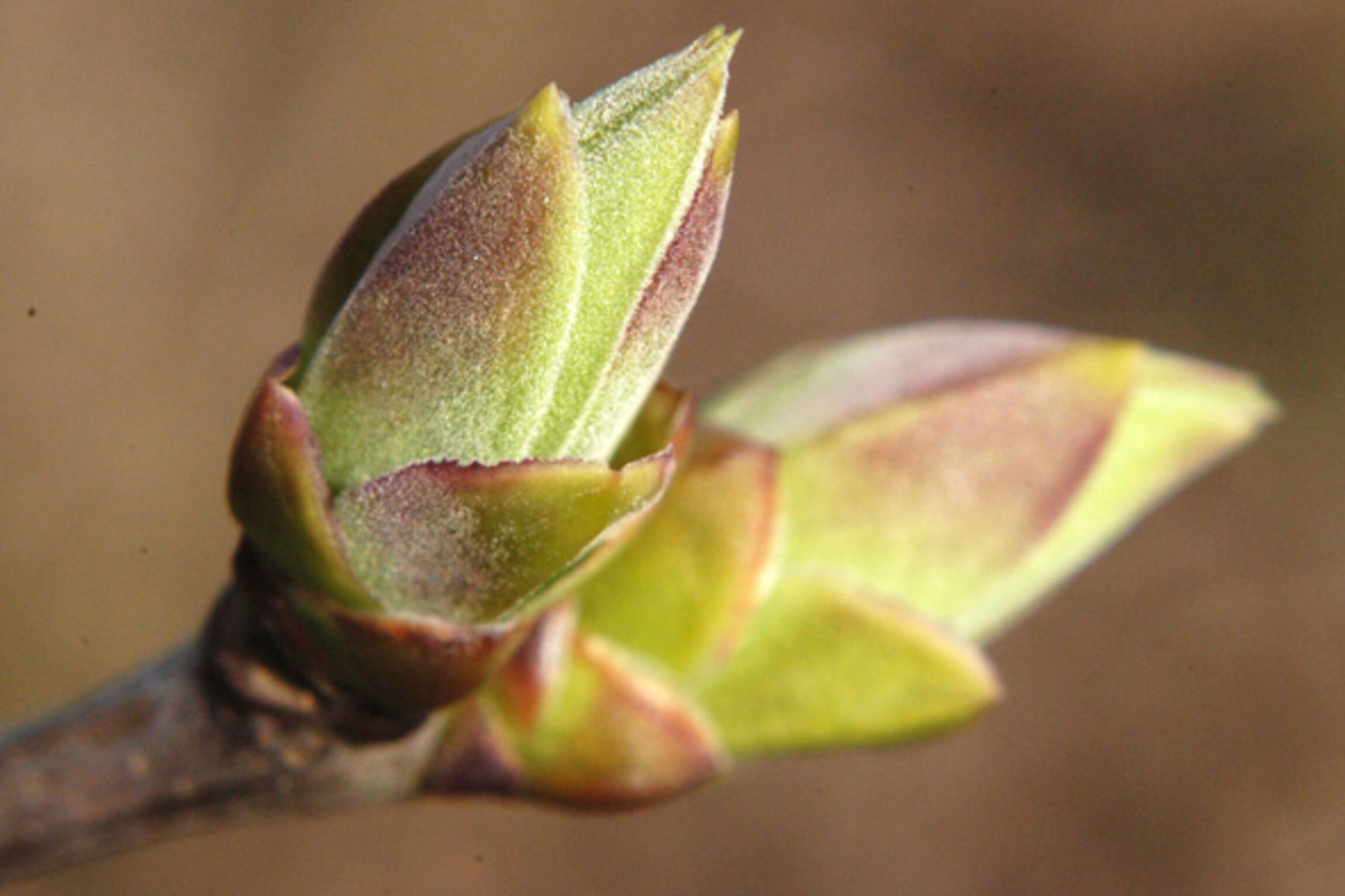 Aufbrechende Knospe